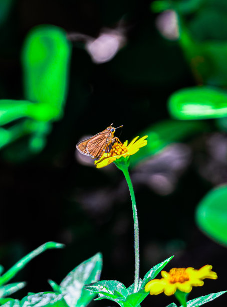热带植物图片下载
