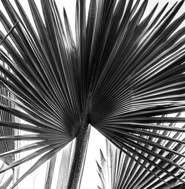 热带植物图片下载