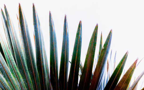 热带植物图片下载