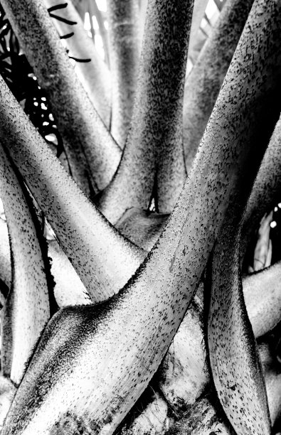 热带植物图片下载