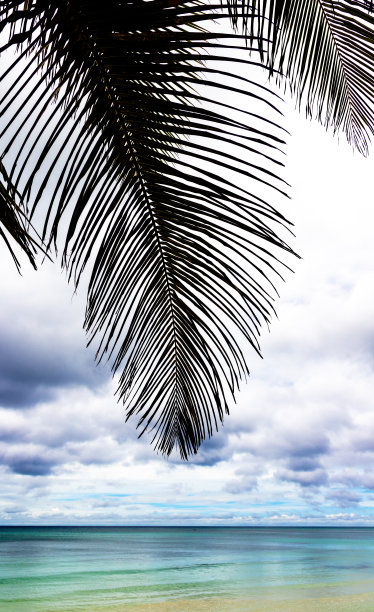 热带植物图片下载