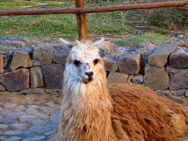 南美洲玻利维亚的动物喇嘛图片下载