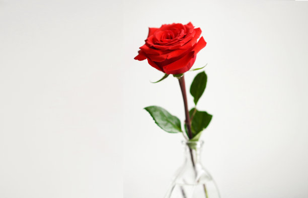 白底透明花瓶里的红玫瑰图片下载