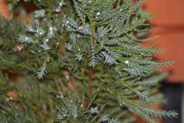 冬天的松树叶子照片图片下载