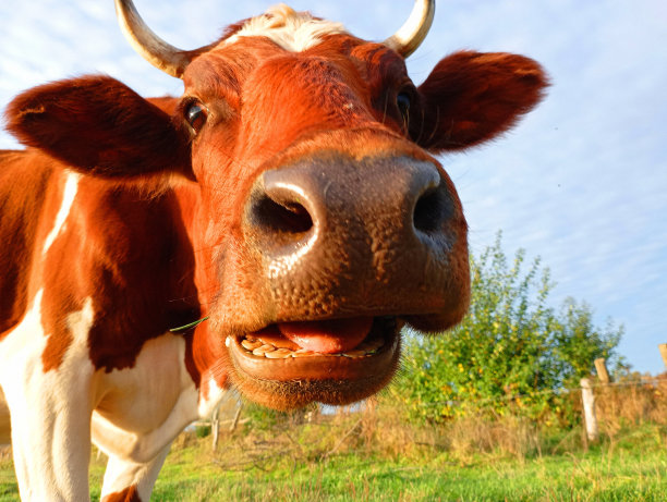 一头长着亮红色斑点的奶牛好奇地看着镜头。日落时动物的有趣照片。图片下载