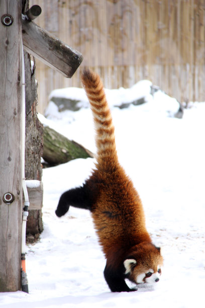 小熊猫在雪地上玩耍图片下载