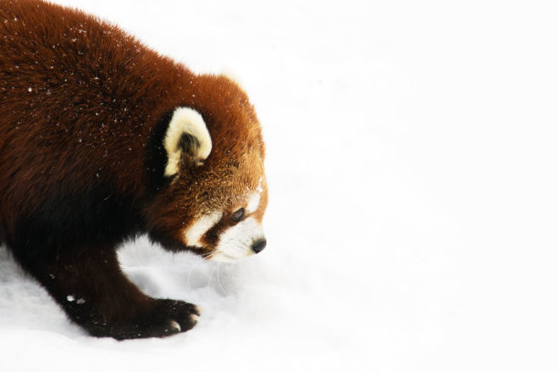 小熊猫在雪地上行走图片下载