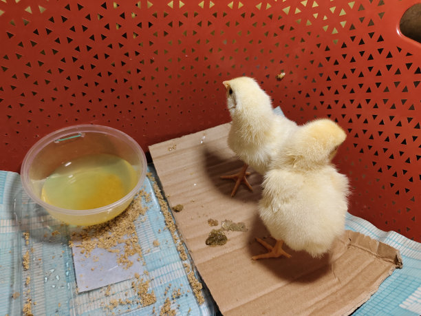 小的鸡图片下载