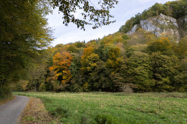 这张照片展示的是波兰国家公园里一片秋天的森林，茂密的树叶和白色的石灰岩，给人一种宁静的自然美景。图片下载