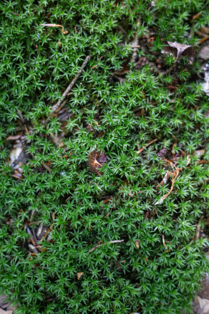 这张照片描绘了一个拥有原始自然环境的国家公园，以各种植物和郁郁葱葱的绿色植物为特色。图片下载