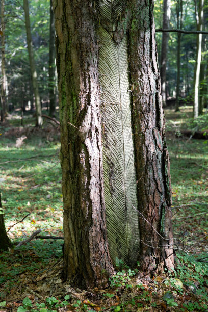 这张照片描绘了一个拥有原始自然环境的国家公园，以各种植物和郁郁葱葱的绿色植物为特色。图片下载