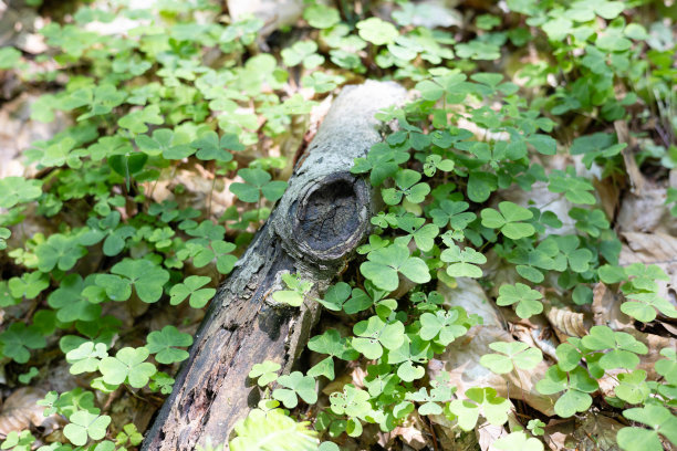 这张照片描绘了一个拥有原始自然环境的国家公园，以各种植物和郁郁葱葱的绿色植物为特色。图片下载