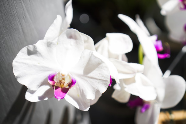 月兰花的特写照片是白色的花瓣。适合家居植物的概念，爱好园艺，栽培和装饰图片下载