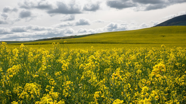 春天田野的照片美丽的黄色和金色的油菜花与多云的天空图片下载