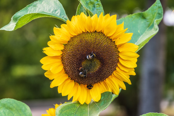 大黄蜂在向日葵上的特写，蜜蜂上的花粉，没有人，微距摄影图片下载