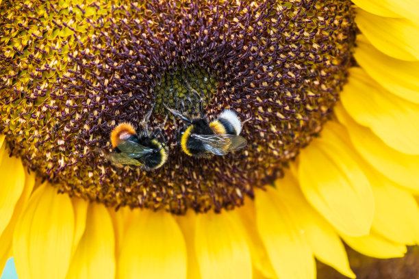 大黄蜂在向日葵上的特写，蜜蜂上的花粉，没有人，微距摄影图片下载