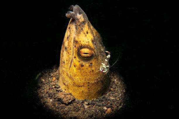 鳗鱼虾图片下载