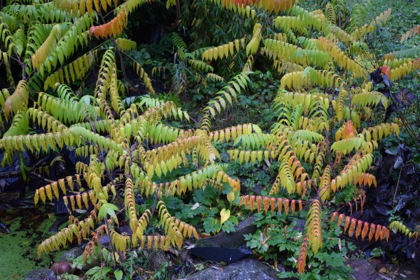 立秋——树叶渐渐变成了秋天的颜色。图片下载