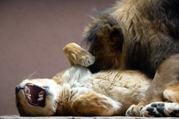 狮子之间的爱情时刻图片下载