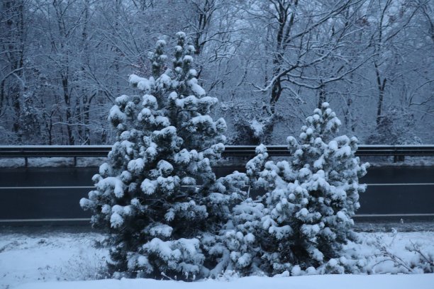 雪路附近的森林，冬天的背景图片下载