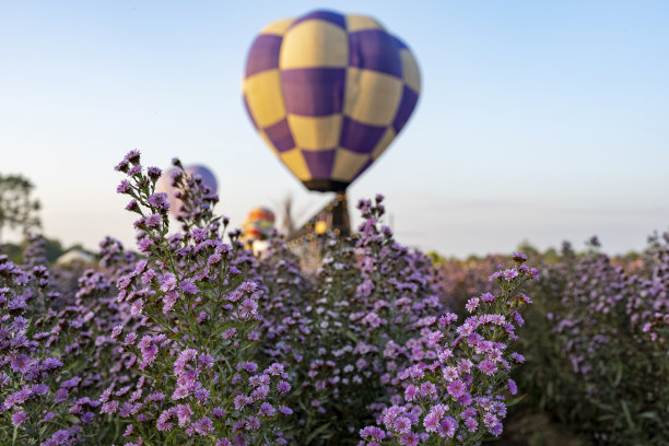 玛格丽特花田对抗空中的热气球。图片下载