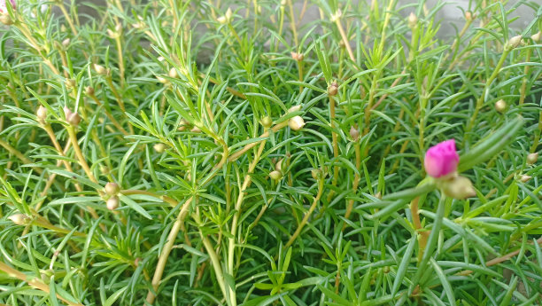 新鲜迷迭香的特写图片下载