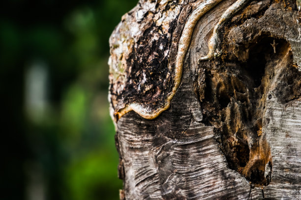 褐色树皮的浮雕纹理，上面有白色的斑点真菌霉菌。树皮纹理的水平照片。浮雕创意木纹理的老树皮肤。空白复制文本空间。图片下载