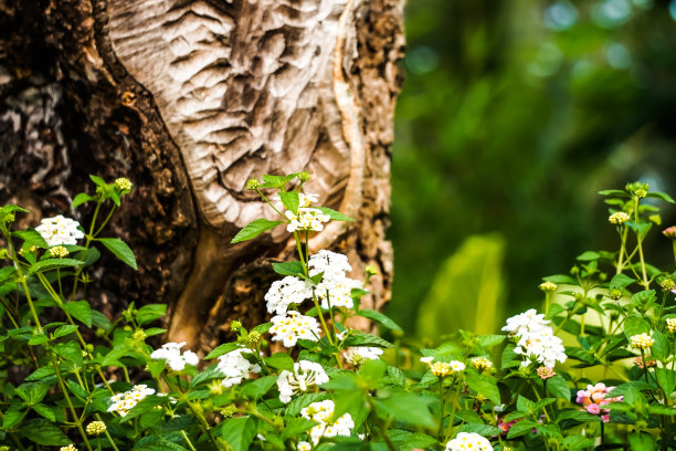 褐色树皮的浮雕纹理，上面有白色的斑点真菌霉菌。树皮纹理的水平照片。浮雕创意木纹理的老树皮肤。空白复制文本空间。图片下载