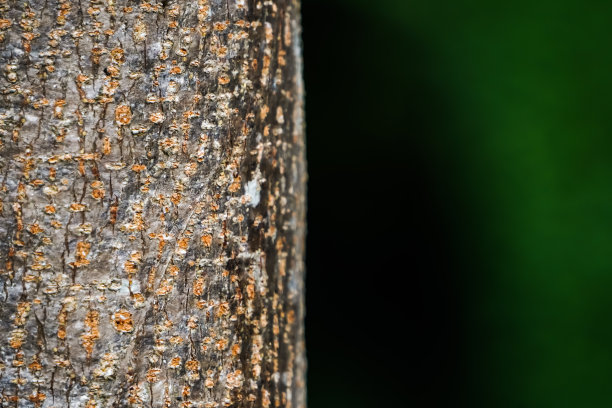 褐色树皮的浮雕纹理，上面有白色的斑点真菌霉菌。树皮纹理的水平照片。浮雕创意木纹理的老树皮肤。空白复制文本空间。图片下载