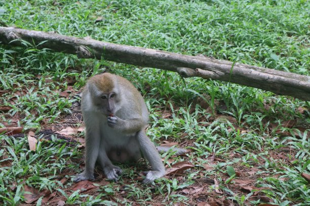 猴子图片下载