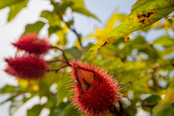 红木种子图片下载
