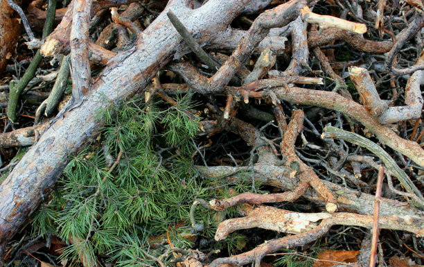 扭曲的云杉树枝股票照片的背景模式图片下载