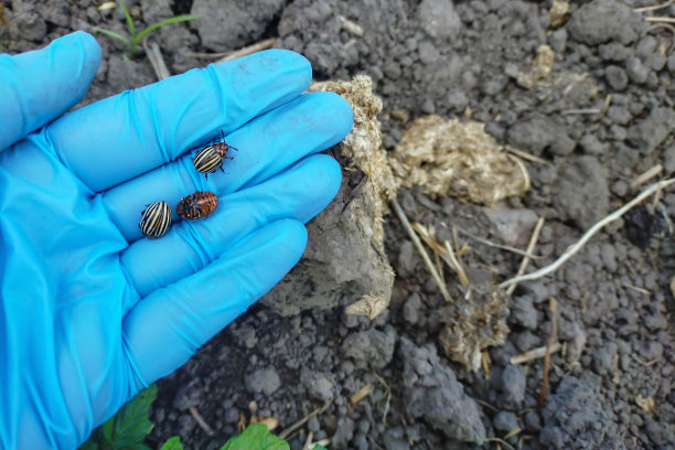 戴着防护乳胶手套的人的手握着一只昆虫科罗拉多马铃薯甲虫，这是马铃薯植物的一种农业害虫图片下载