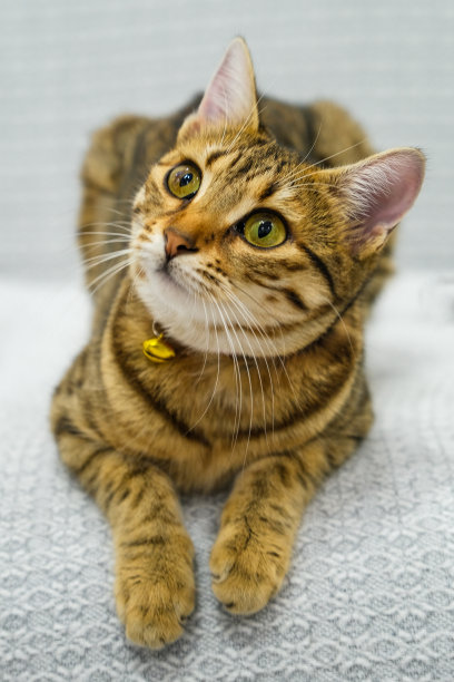 椅子上的小猫，可爱猫咪的照片图片下载