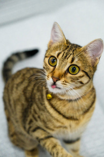 椅子上的小猫，可爱猫咪的照片图片下载