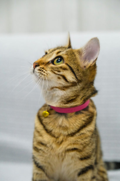 椅子上的小猫，可爱猫咪的照片图片下载