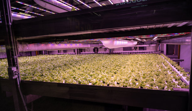 在紫外线下生长的沙拉。图片下载