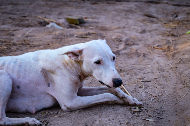 白色的哈士奇狗坐着环顾四周。高质量的照片。年轻的杂交狗(德国牧羊犬)在日落时在草地上的惊人肖像图片下载