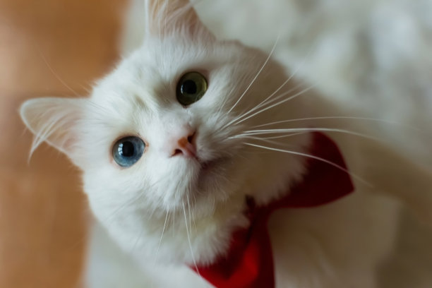 一只白色的土耳其安哥拉猫，戴着红色的领结，有着不同的眼睛。坐着一只蓝眼睛和黄眼睛的白猫。有不同颜色眼睛的白猫。可爱的家养宠物，异色症。高质量照片图片下载