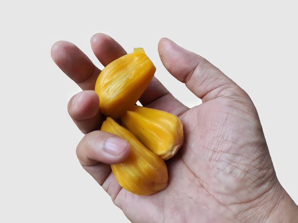 手持成熟菠萝蜜孤立在白色背景图片下载