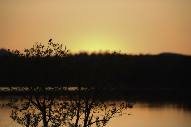 桃子轮廓图片下载