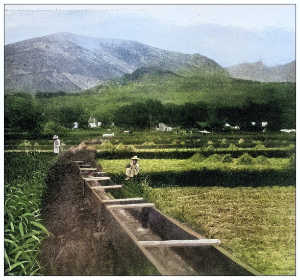 古色古香的黑白照片:夏威夷莫洛凯岛的水稻种植园图片下载
