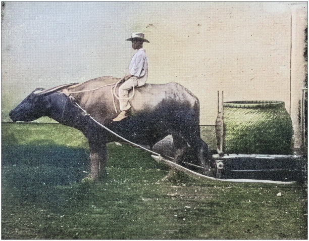 美国陆军黑白照片:水牛车图片下载