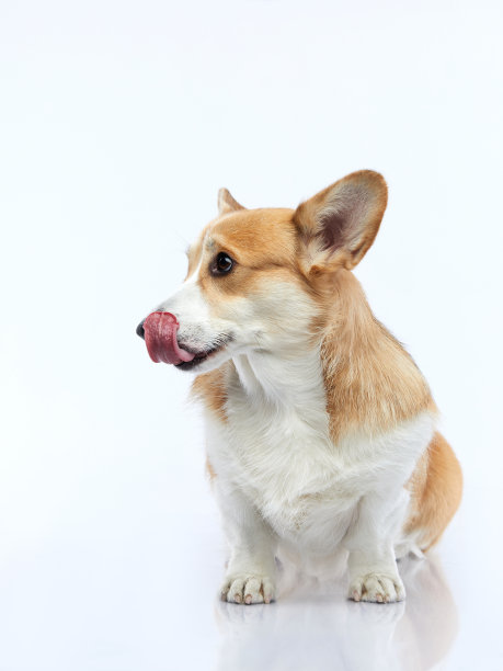 白色背景上的狗的肖像。微笑的小狗。宠物在工作室。图片下载