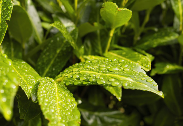 一组绿叶在春天的特写照片，上面有新鲜的水滴。图片下载
