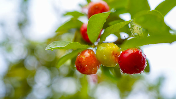 泰国樱桃或针叶樱桃果实上的树，高维生素C和抗氧化的水果。图片下载