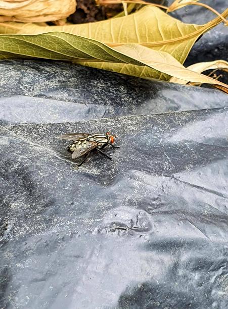 一只苍蝇在岩石上的照片，背景是一片树叶。图片下载