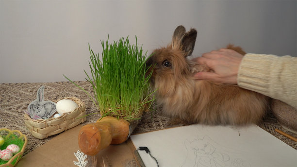 兔子，绿草，画一只兔子。图片下载