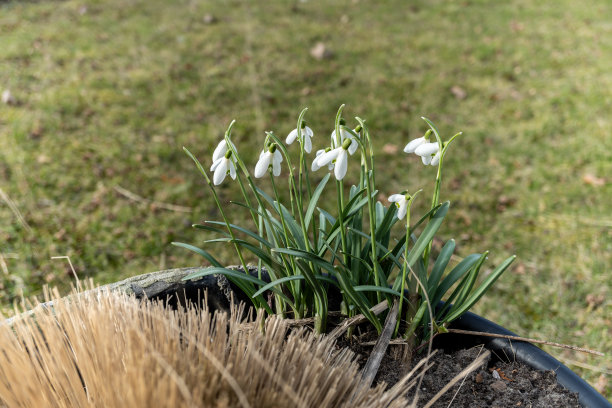 花莲花在花园花盆中盛开，为自然景观增添了美丽图片下载