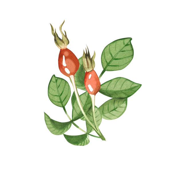 植物组成的红玫瑰果和玫瑰果叶手绘水彩在一个白色的背景。适用于织物、纸张、纺织品、图案印刷图片下载